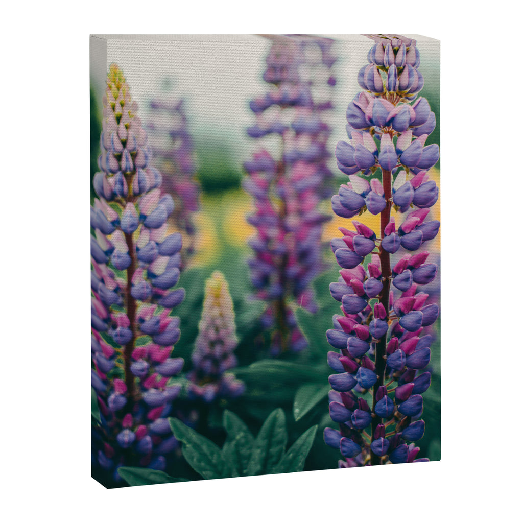 Lupine - spring flower nature photograph Canvas Print Gallery Image 6