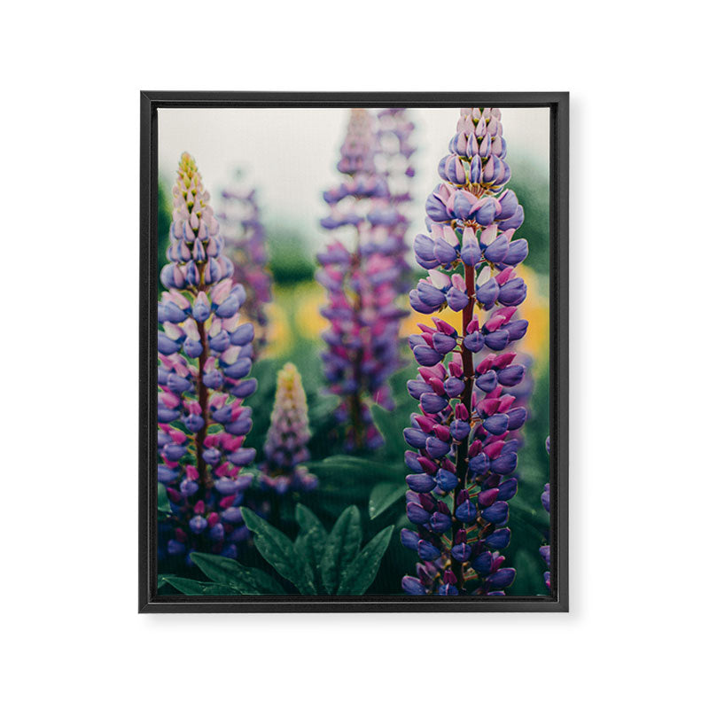 Lupine - spring flower nature photograph Framed Canvas Print Gallery Image 6