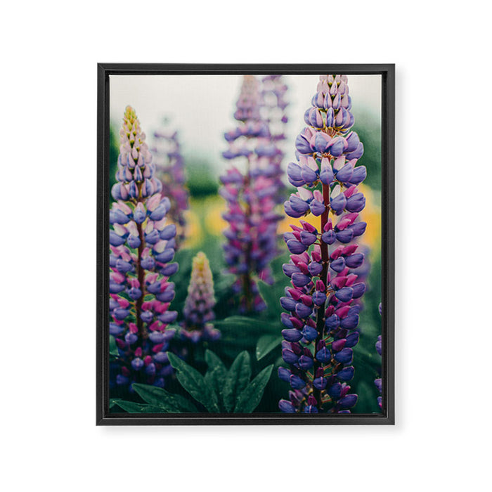 Lupine - spring flower nature photograph Framed Canvas Print Gallery Image 1