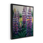 Lupine - spring flower nature photograph Framed Canvas Print Gallery Image 2