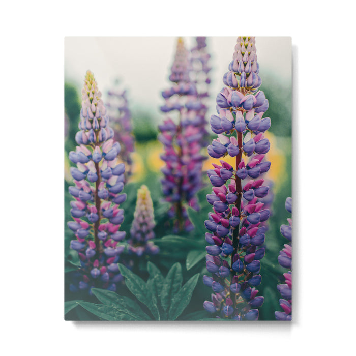 Lupine - spring flower nature photograph Metal Print Gallery Image 1