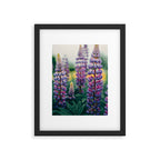 Lupine - spring flower nature photograph Framed Art Print Gallery Image 5