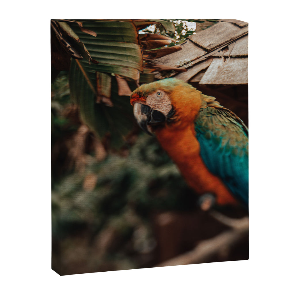 Macaw Canvas Print Gallery Image 6