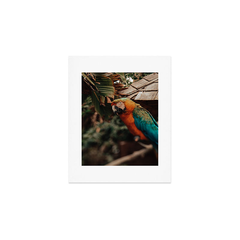 Macaw Art Print Gallery Image 1