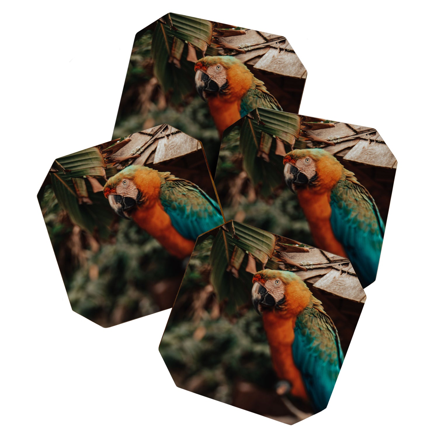 Macaw Coaster Gallery Image 1