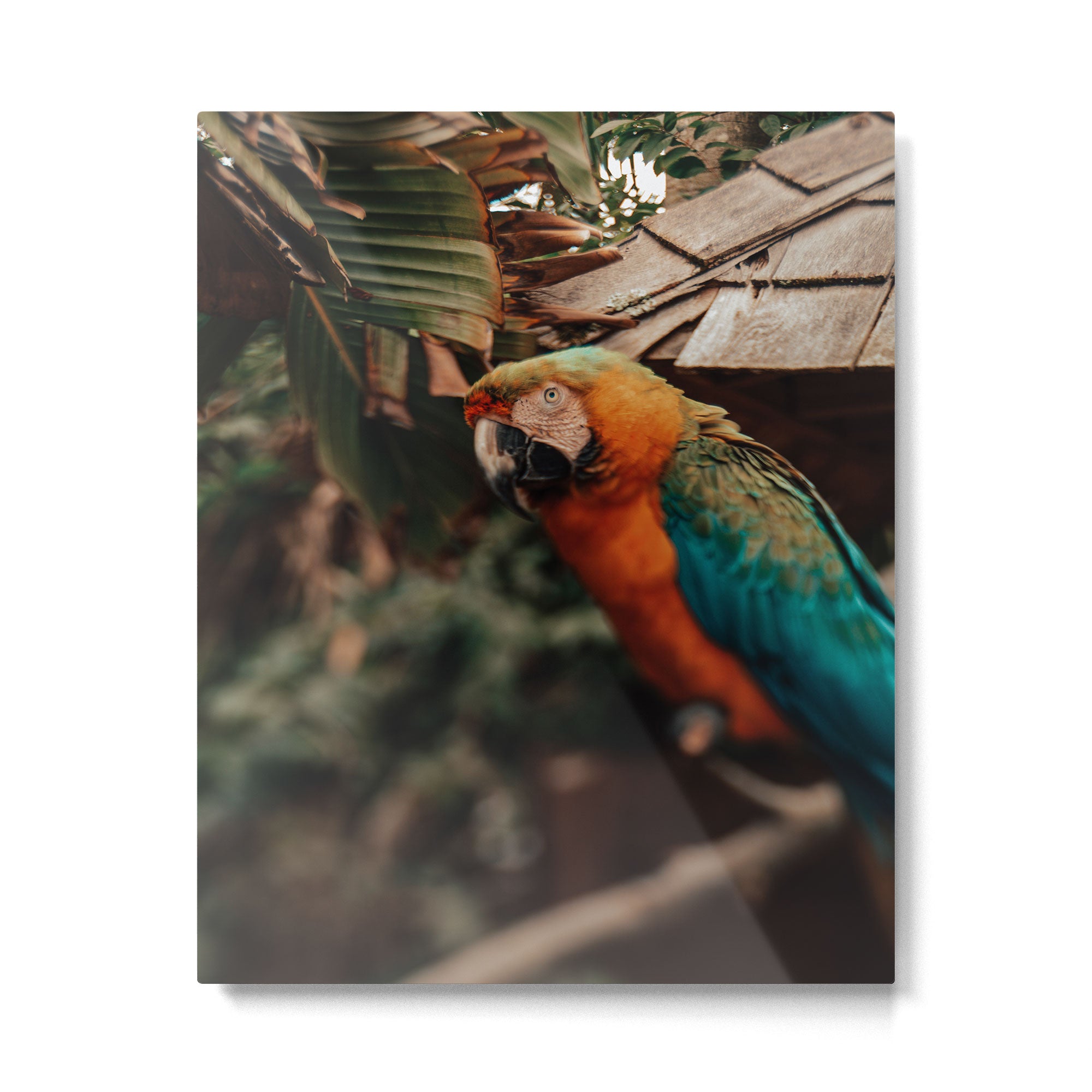 Macaw Metal Print Gallery Image 4
