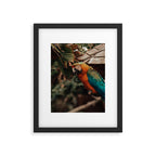 Macaw Framed Art Print Gallery Image 4