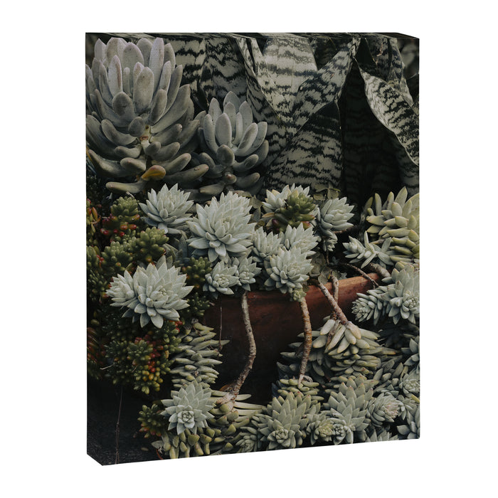 Moody Succulent x houseplant leaf photograph Canvas Print Gallery Image 1