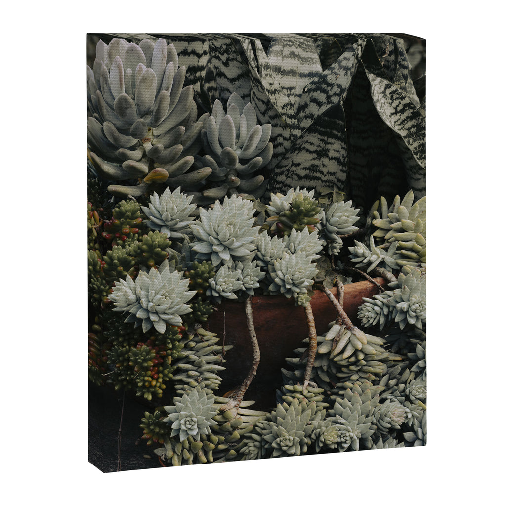 Moody Succulent x houseplant leaf photograph Canvas Print Gallery Image 6