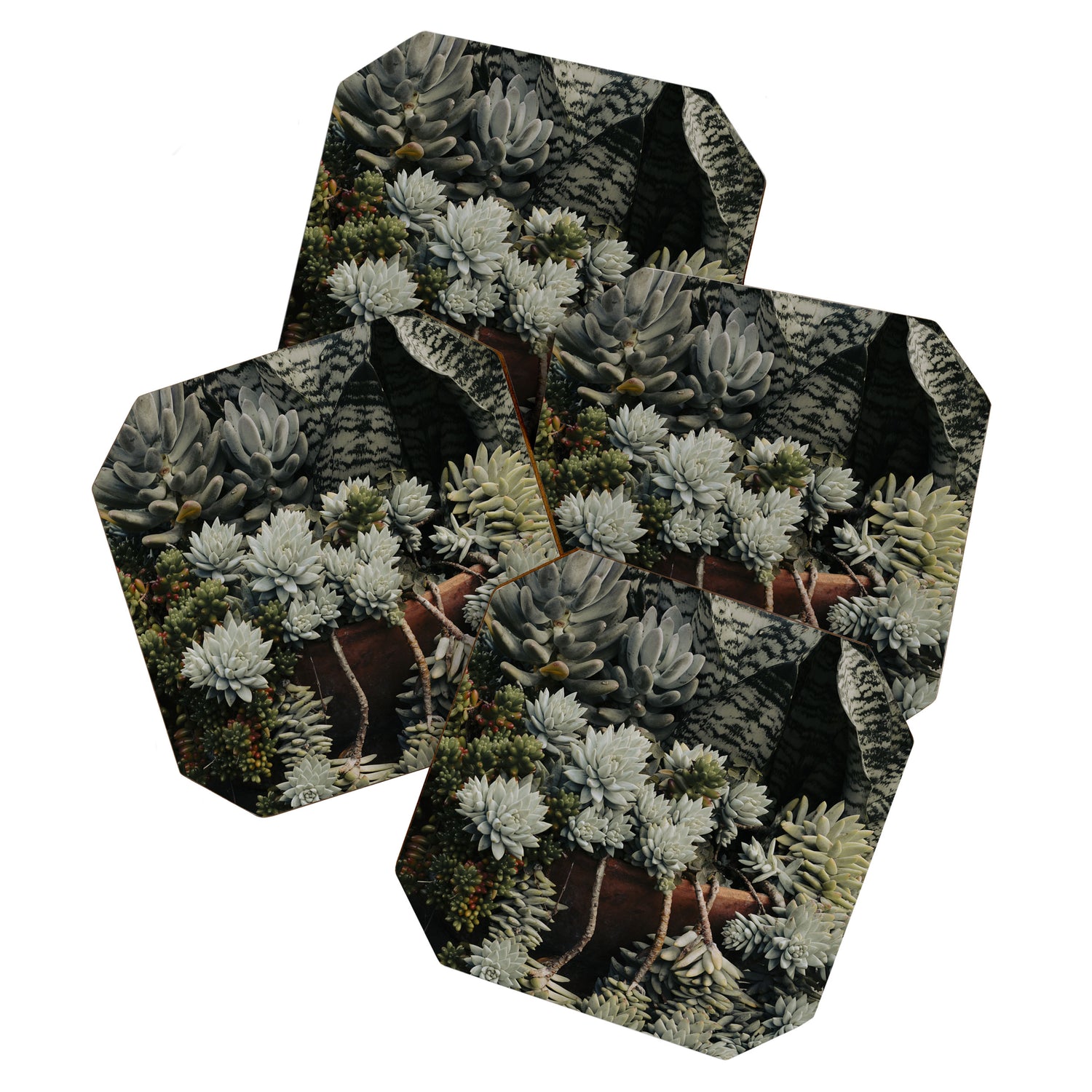 Moody Succulent x houseplant leaf photograph Coaster Gallery Image 1