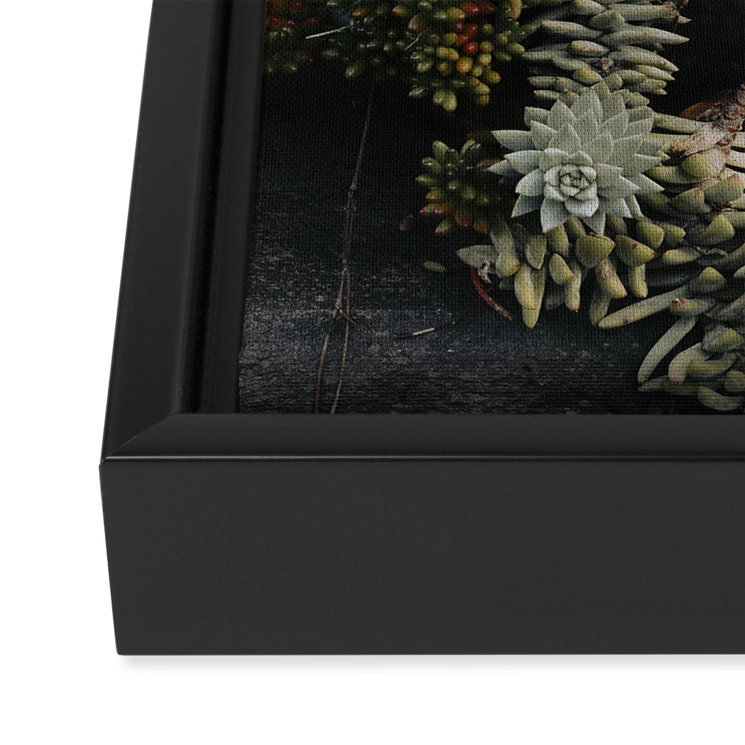Moody Succulent x houseplant leaf photograph Framed Canvas Print Gallery Image 3