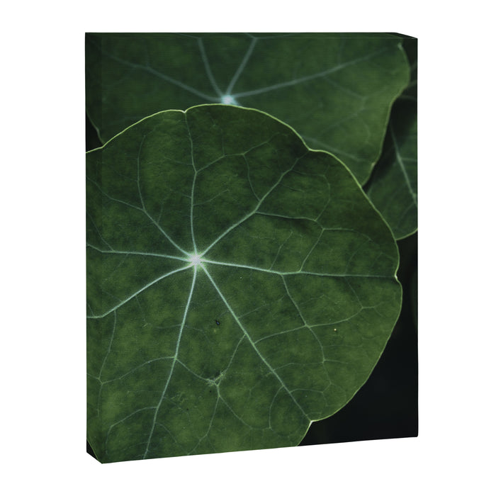 Nasturtium Leaf Botanical Photograph - moody minimal modern photography Canvas Print Gallery Image 1