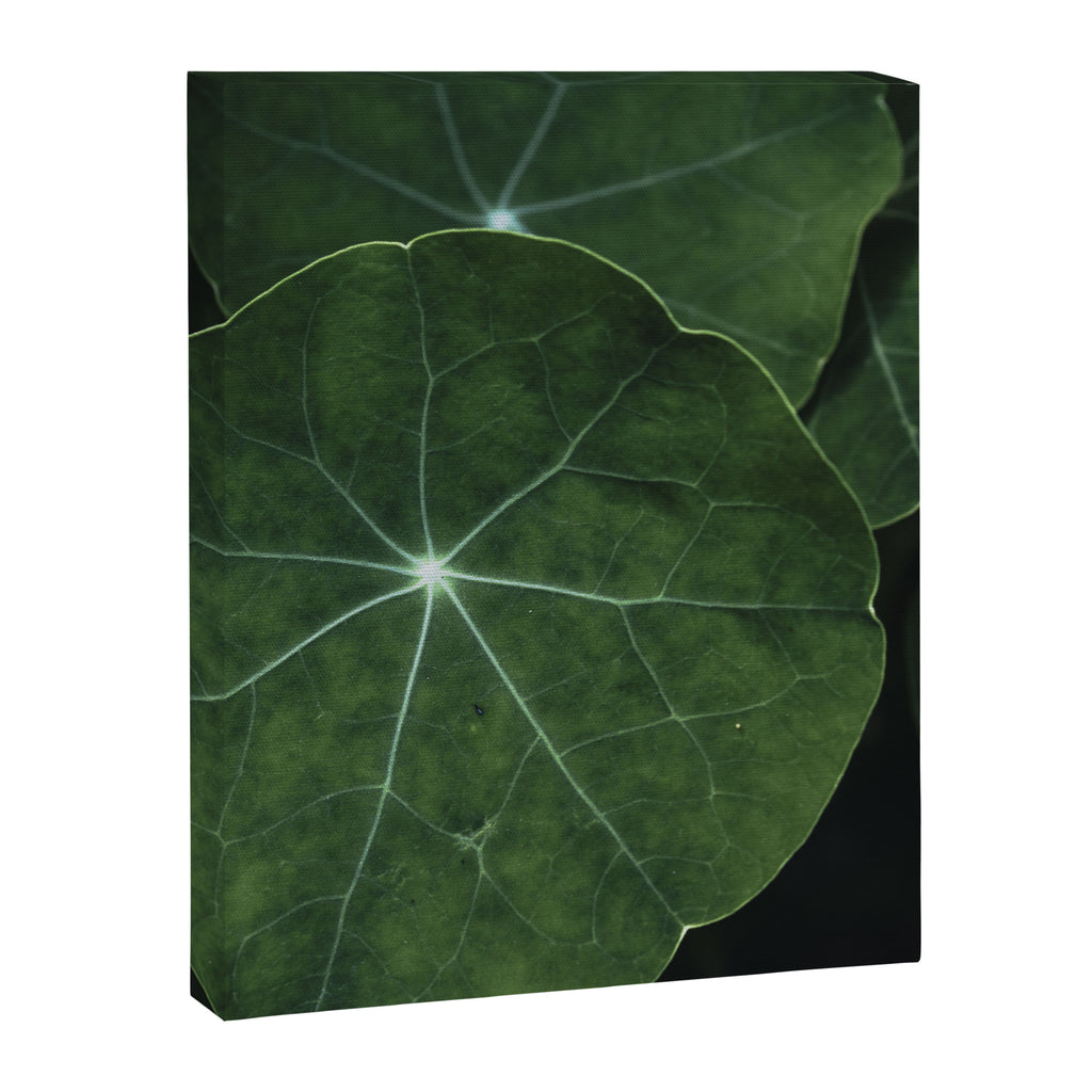 Nasturtium Leaf Botanical Photograph - moody minimal modern photography Canvas Print Gallery Image 6
