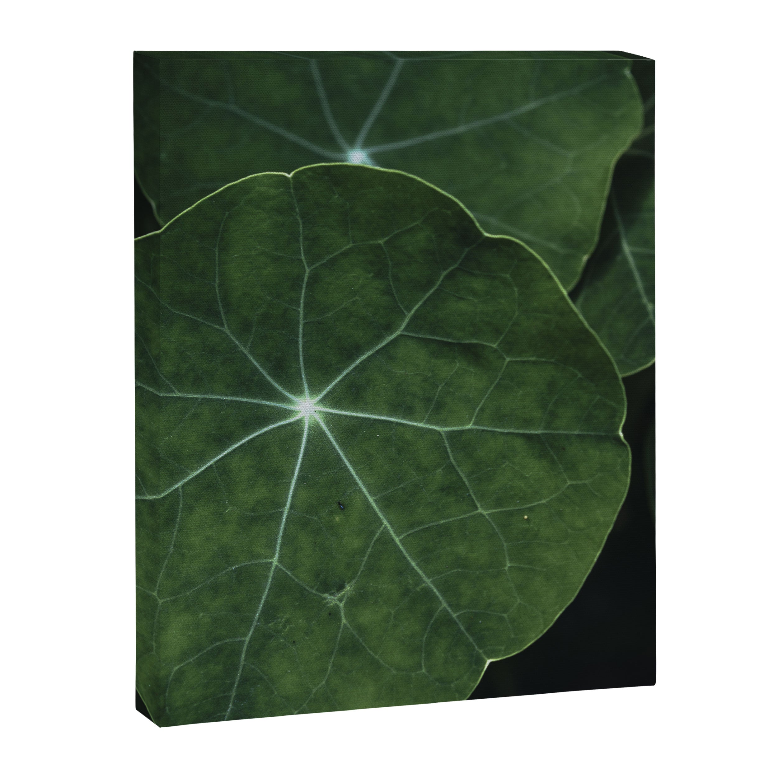 Nasturtium Leaf Botanical Photograph - moody minimal modern photography Canvas Print Gallery Image 6