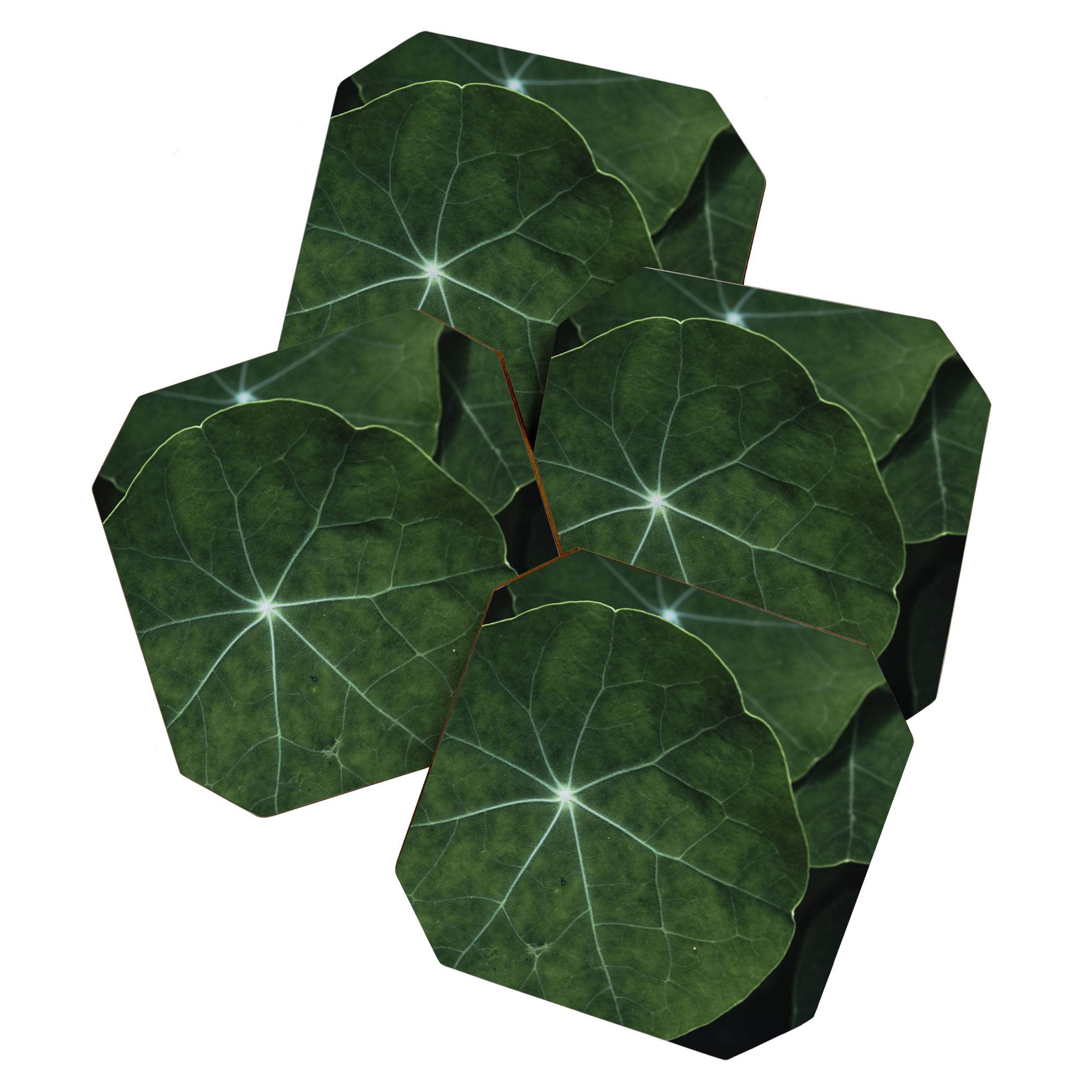 Nasturtium Leaf Botanical Photograph - moody minimal modern photography Coaster Gallery Image 1