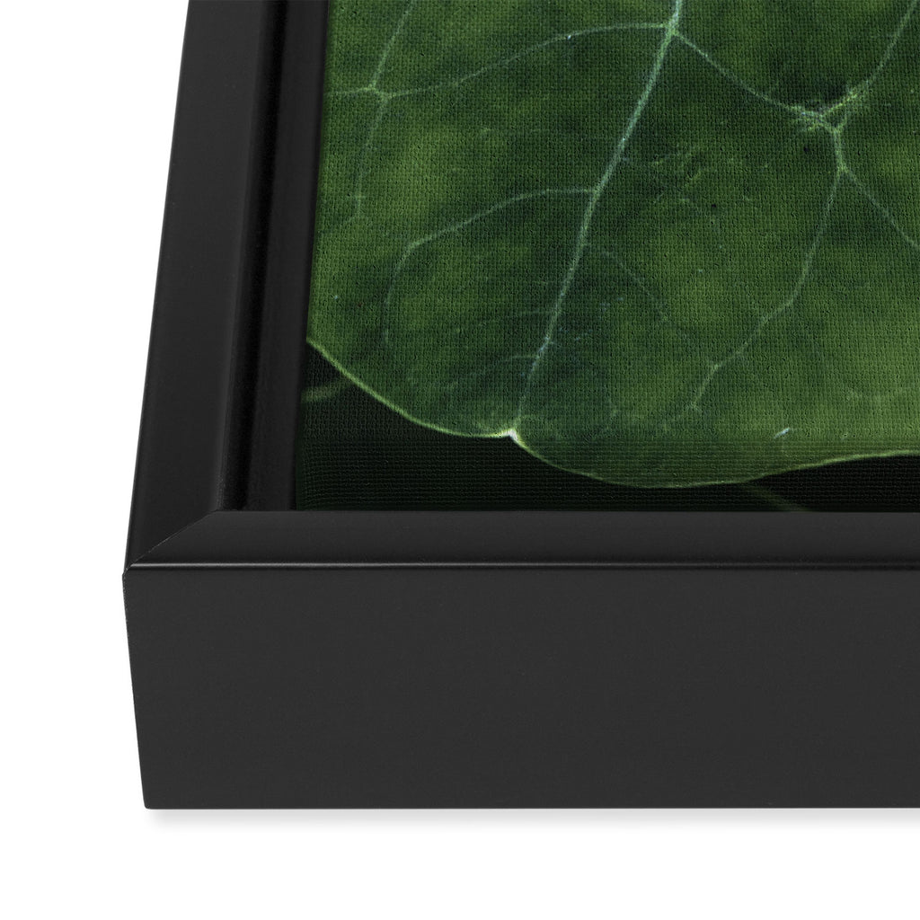 Nasturtium Leaf Botanical Photograph - moody minimal modern photography Framed Canvas Print Gallery Image 3
