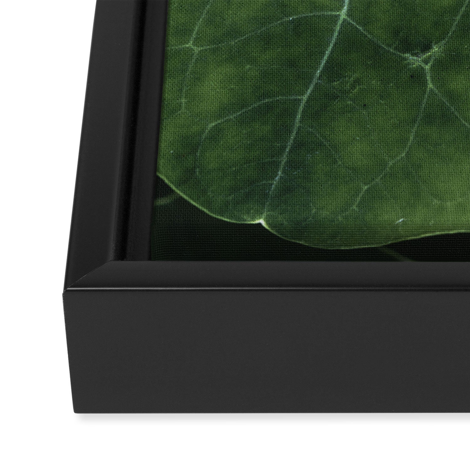 Nasturtium Leaf Botanical Photograph - moody minimal modern photography Framed Canvas Print Gallery Image 3
