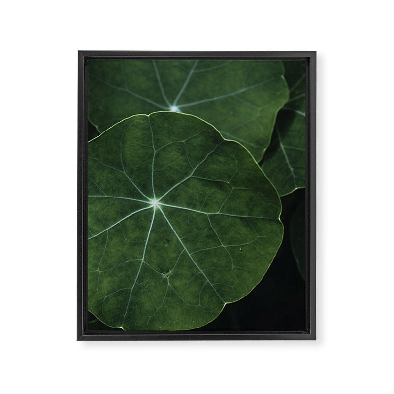 Nasturtium Leaf Botanical Photograph - moody minimal modern photography Framed Canvas Print Gallery Image 6