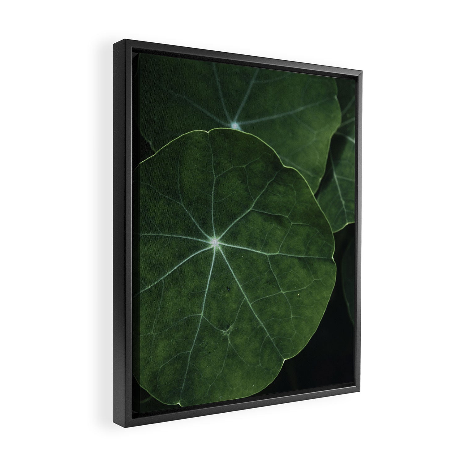 Nasturtium Leaf Botanical Photograph - moody minimal modern photography Framed Canvas Print Gallery Image 2