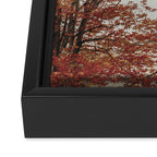 New England Autumn - travel photography Maine fall foliage trees Framed Canvas Print Gallery Image 3