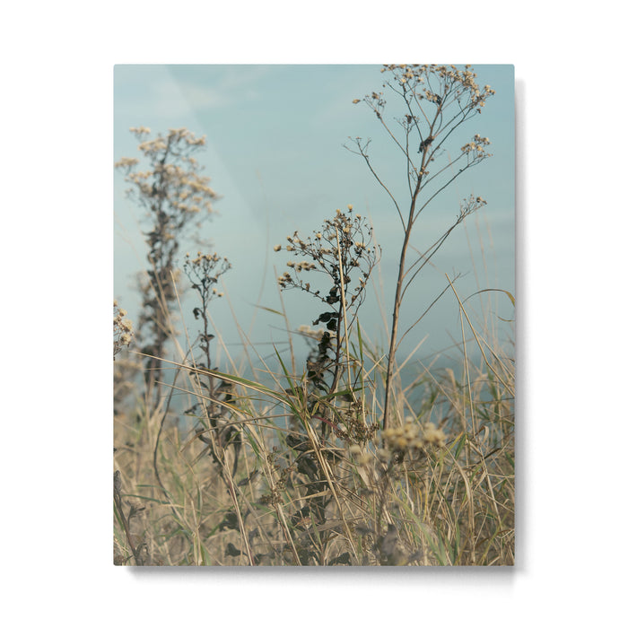 November Field - nature photo environment outdoors Metal Print Gallery Image 1