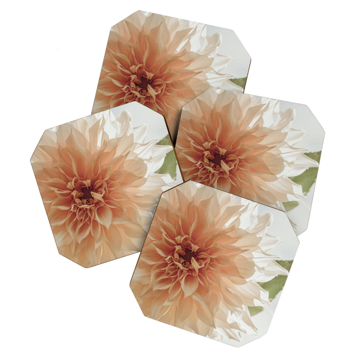 Oh Hello happy pink dahlia flower photograph Coaster Gallery Image 1