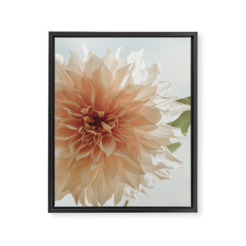 Oh Hello happy pink dahlia flower photograph Framed Canvas Print Gallery Image 6