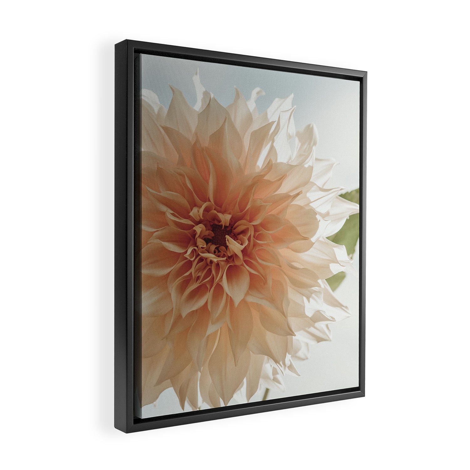 Oh Hello happy pink dahlia flower photograph Framed Canvas Print Gallery Image 2