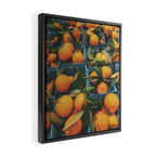 Oranges Framed Canvas Print Gallery Image 2