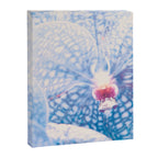 Orchid Canvas Print Gallery Image 6