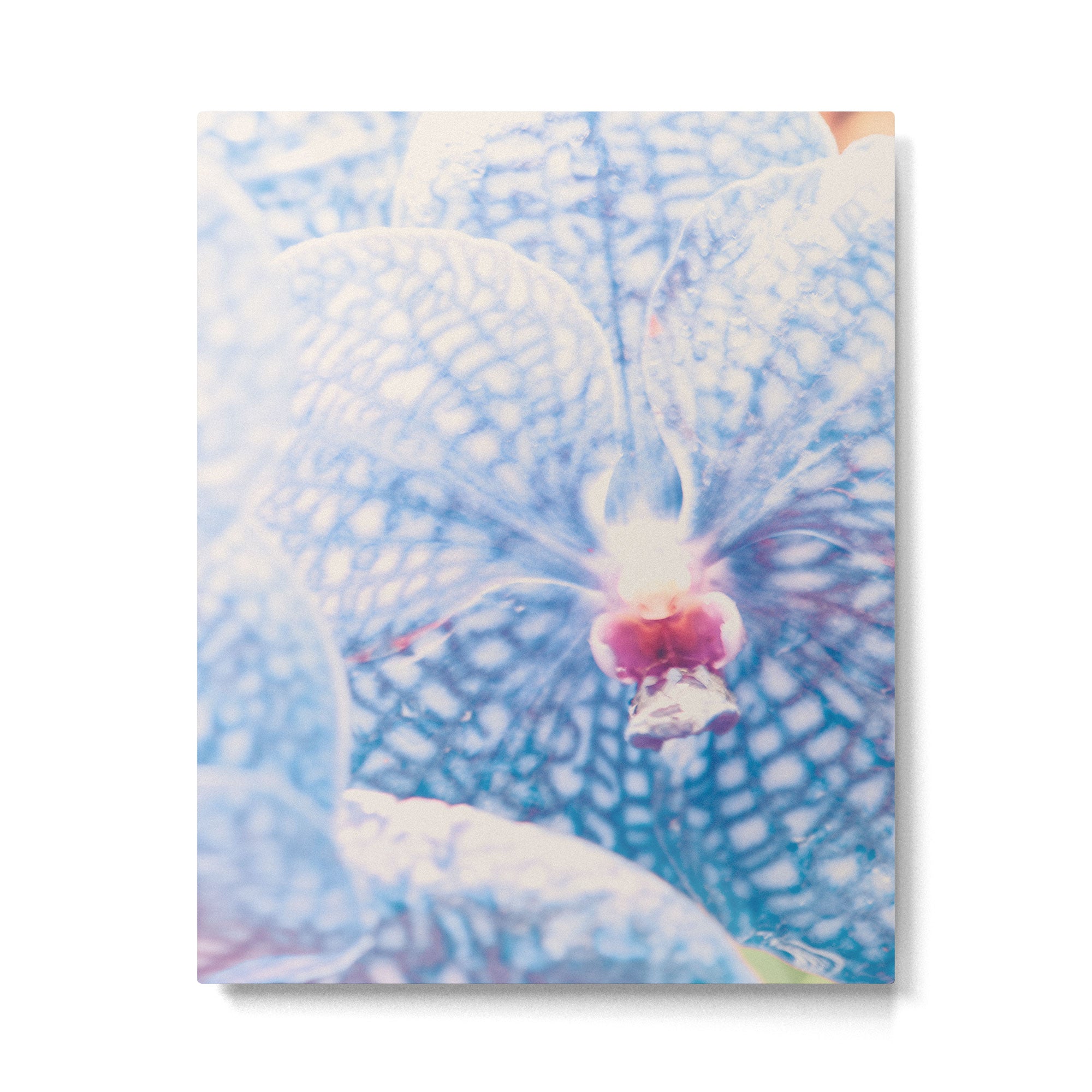 Orchid Metal Print Gallery Image 4
