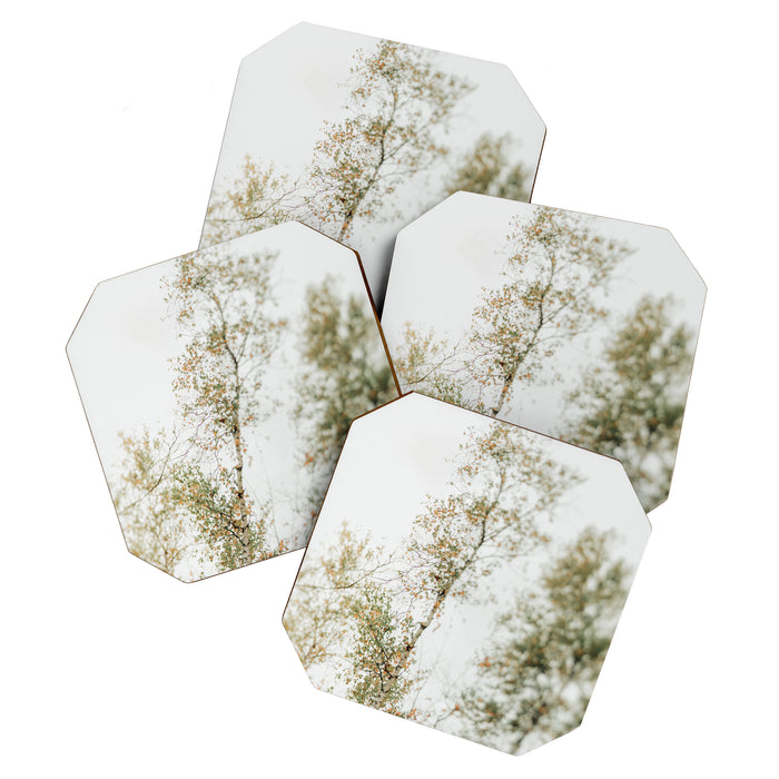 Overhead Canopy 2 - Modern Abstract Tree Photo Coaster Gallery Image 1