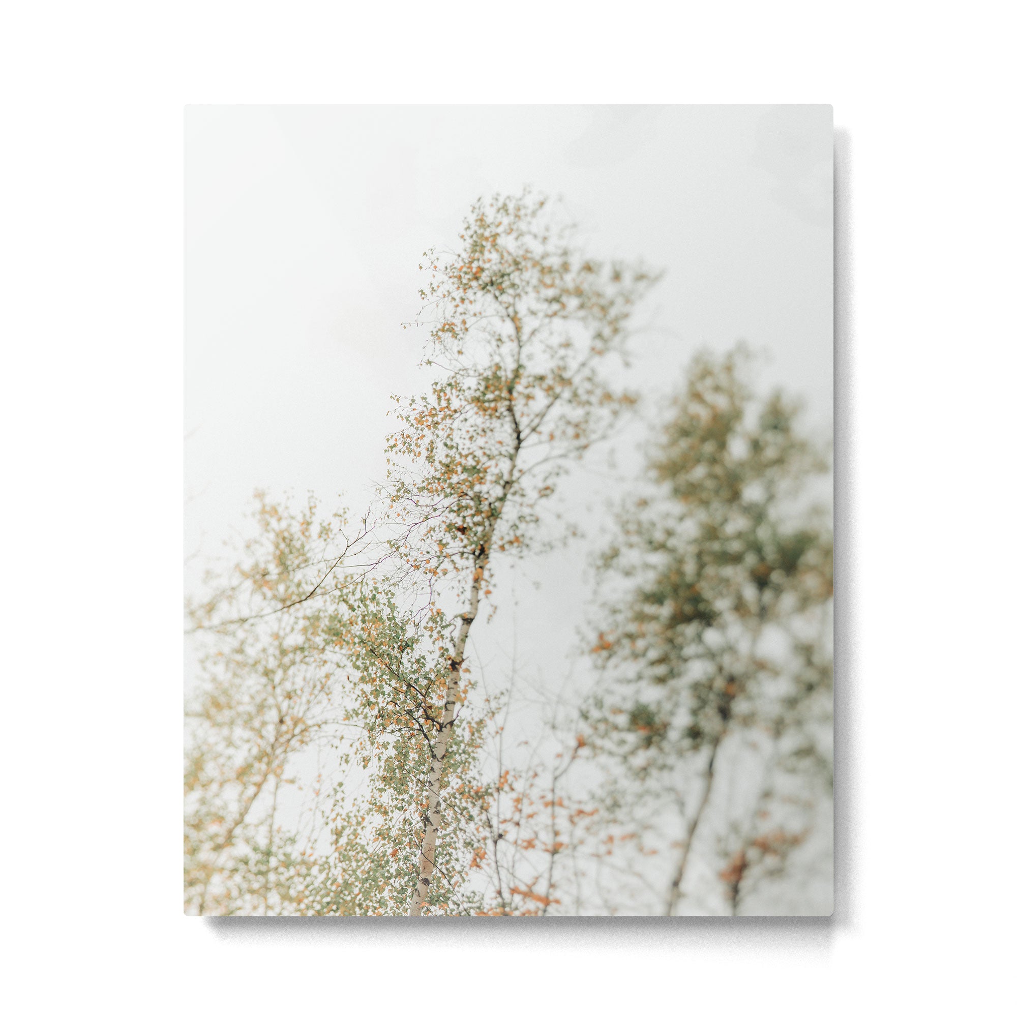 Overhead Canopy 2 - Modern Abstract Tree Photo Metal Print Gallery Image 4