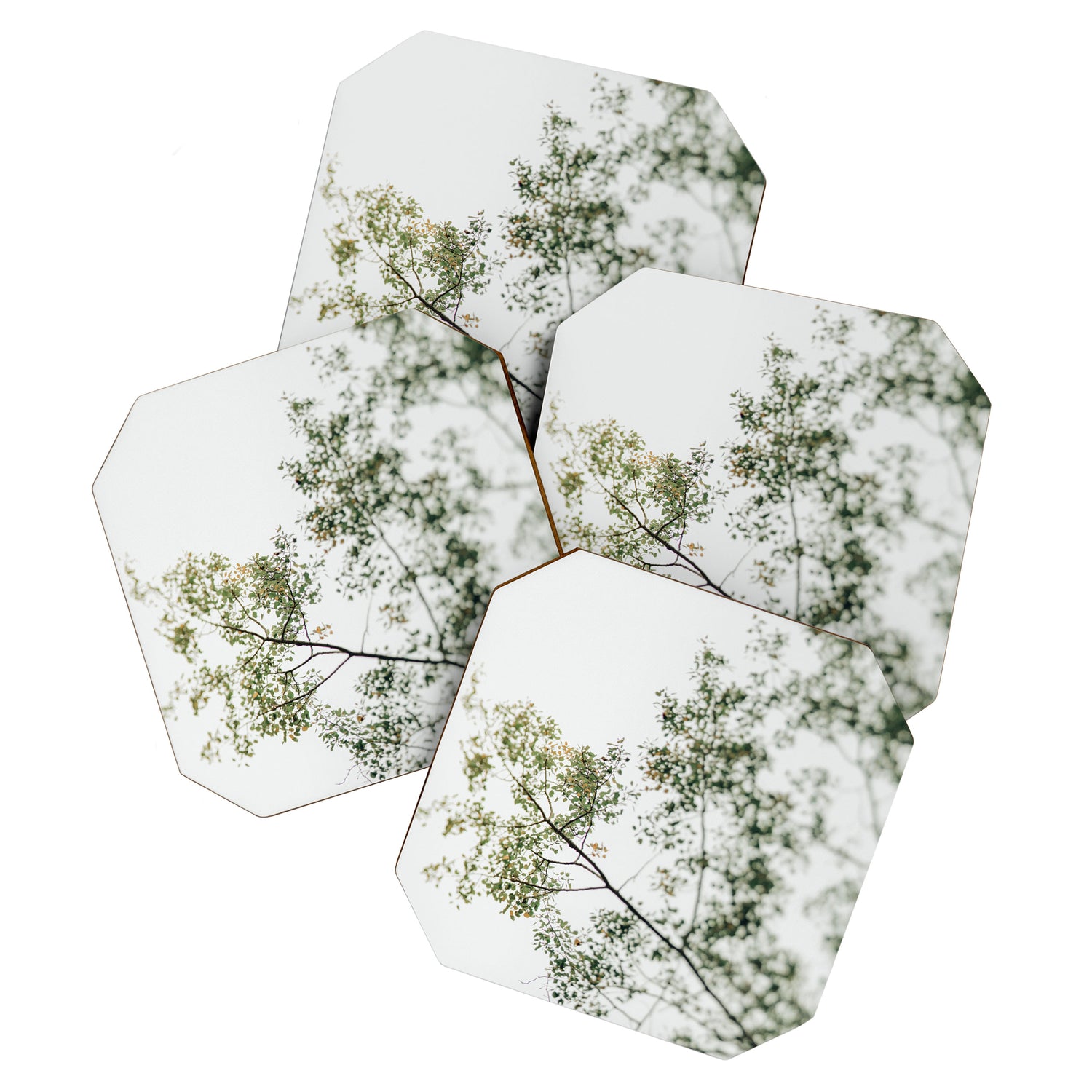 Overhead Canopy - Abstract Tree Photo Coaster Gallery Image 1