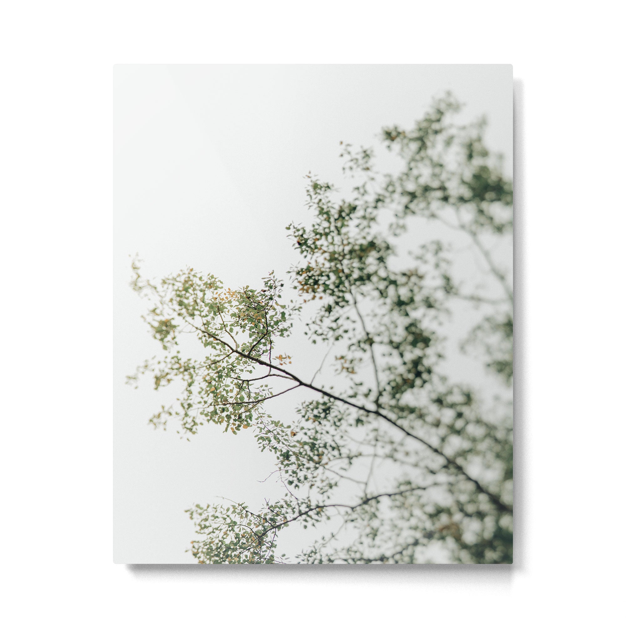 Overhead Canopy - Abstract Tree Photo Metal Print Gallery Image 4