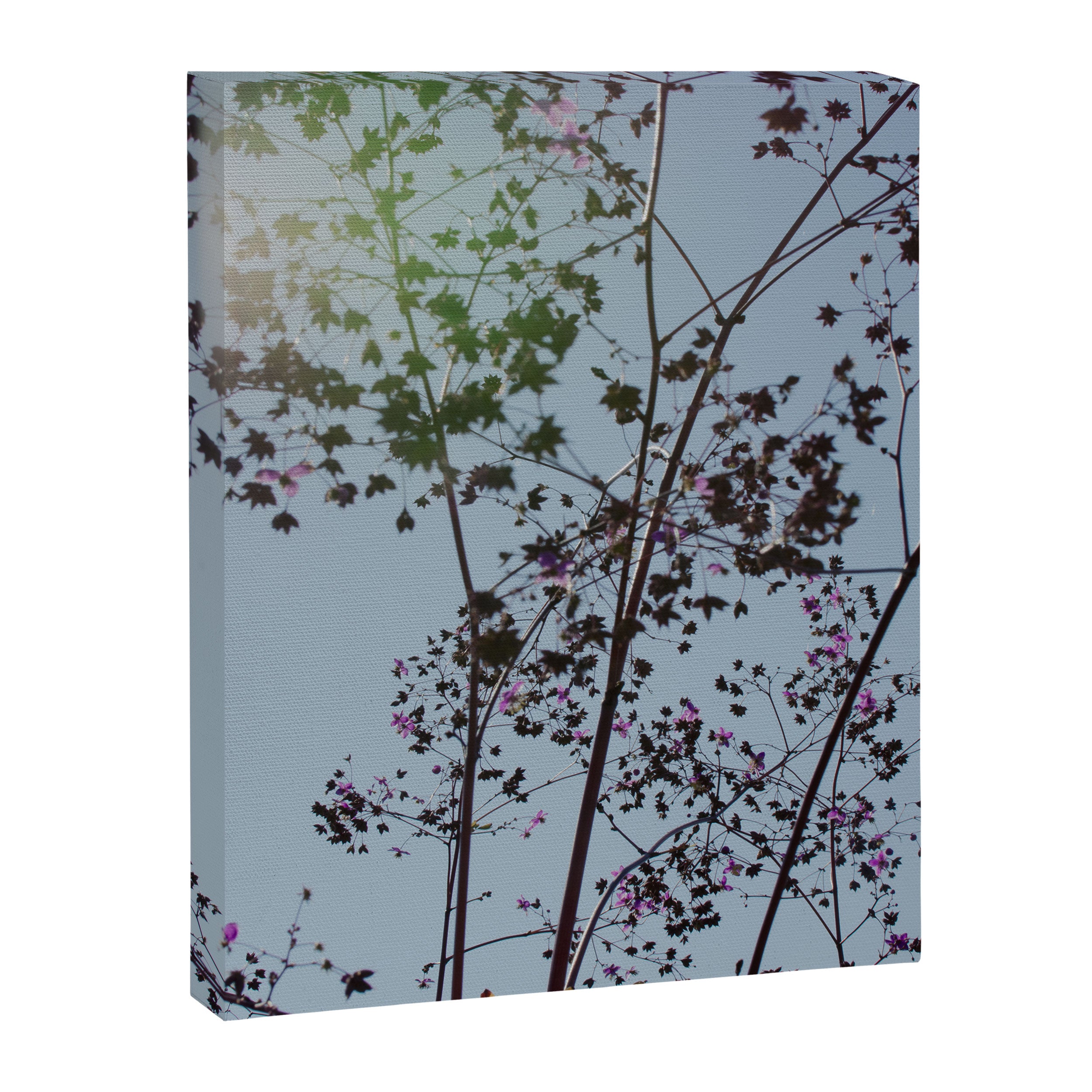 Pendulous - blossoms airy flower print botanical photograph Canvas Print Gallery Image 6