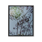 Pendulous - blossoms airy flower print botanical photograph Framed Canvas Print Gallery Image 6