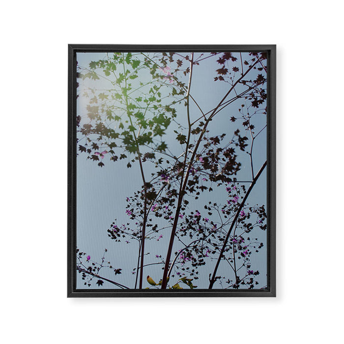 Pendulous - blossoms airy flower print botanical photograph Framed Canvas Print Gallery Image 1