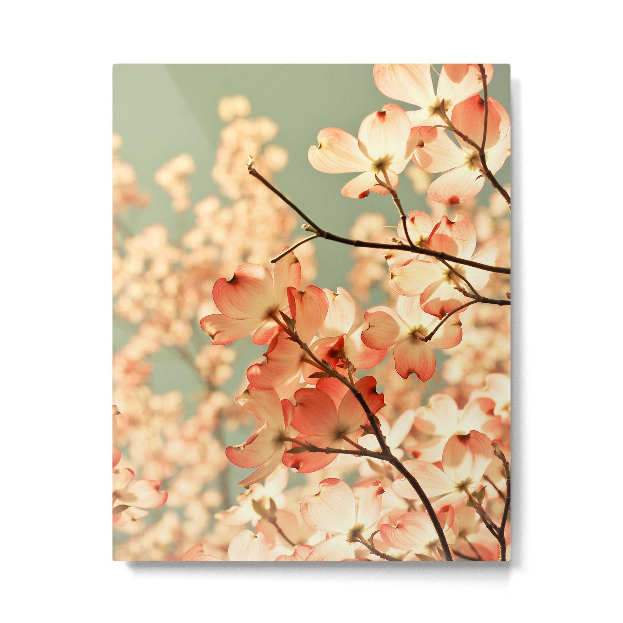 Pink Flowers on a Spring Day Metal Print Gallery Image 6