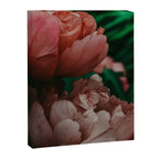 Pink Peony Flower Photographic Study 1 Canvas Print Gallery Image 6