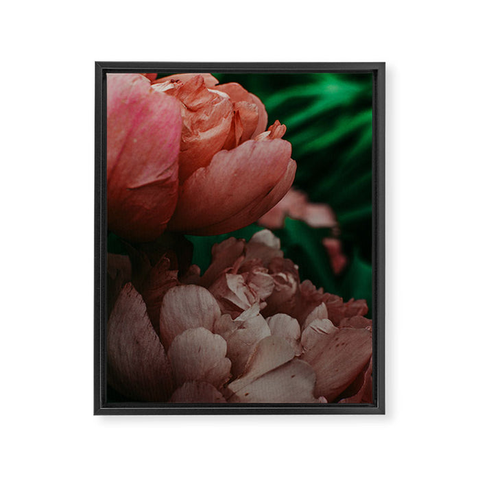 Pink Peony Flower Photographic Study 1 Framed Canvas Print Gallery Image 1