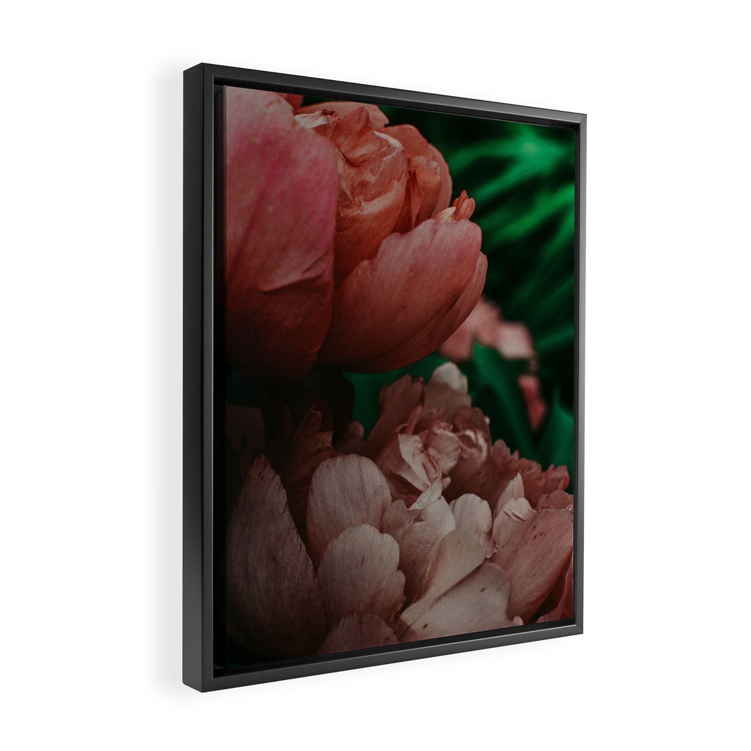 Pink Peony Flower Photographic Study 1 Framed Canvas Print Gallery Image 2