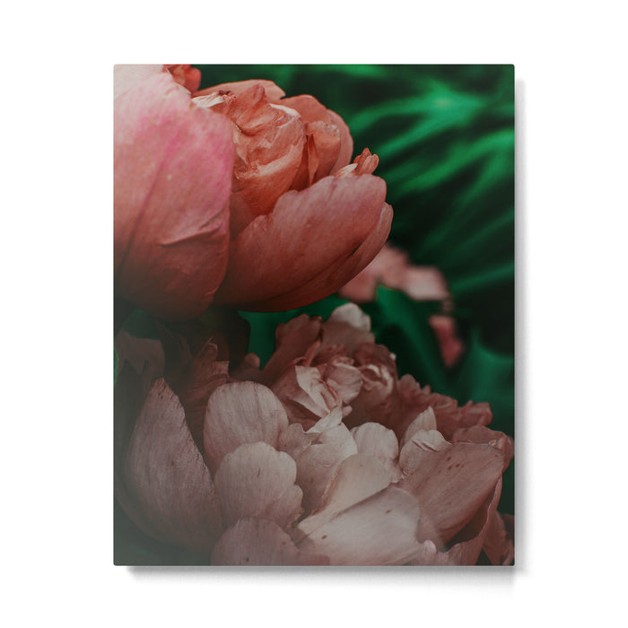 Pink Peony Flower Photographic Study 1 Metal Print Gallery Image 1