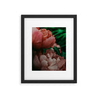 Pink Peony Flower Photographic Study 1 Framed Art Print Gallery Image 5