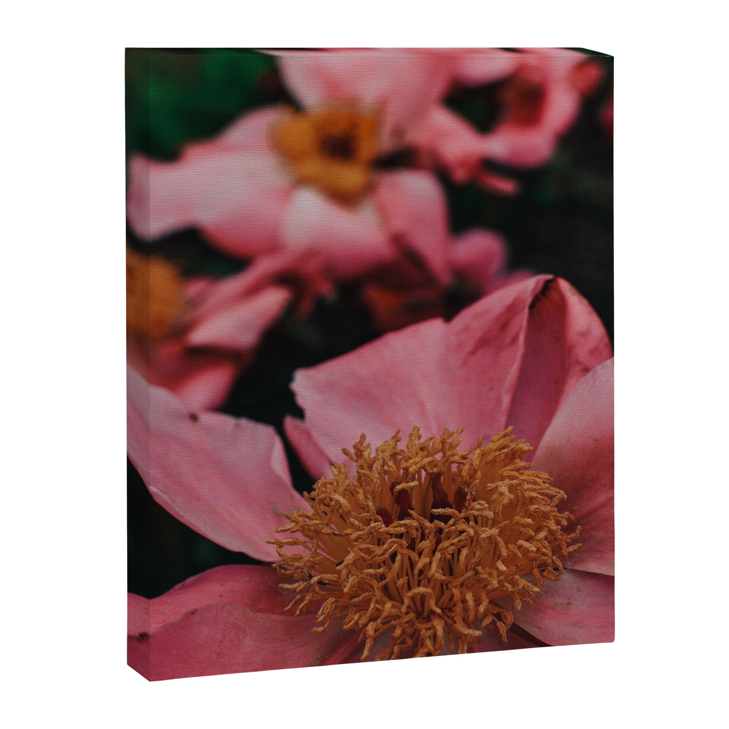 Pink Peony Flower Photographic Study 2 Canvas Print Gallery Image 6