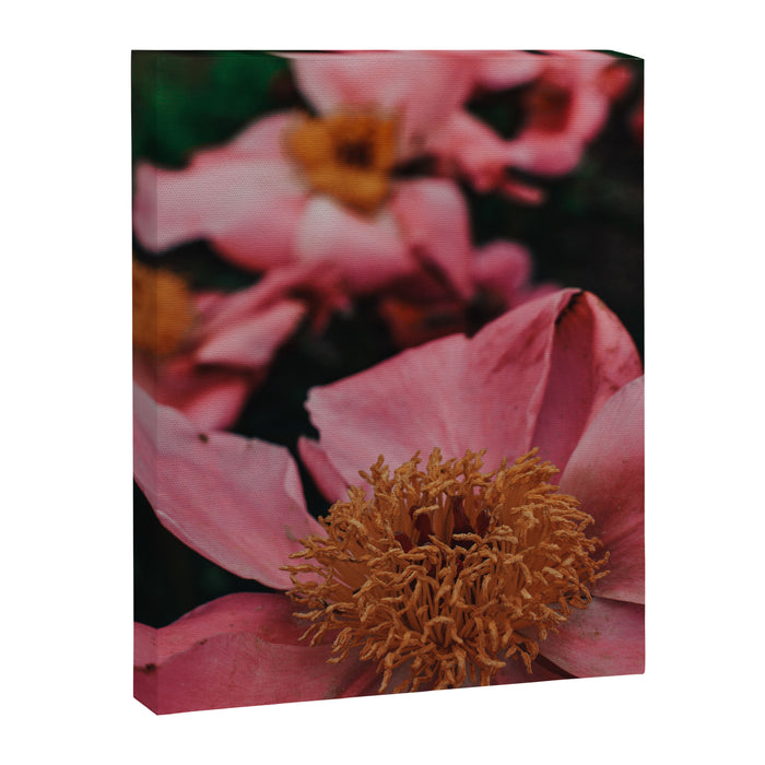 Pink Peony Flower Photographic Study 2 Canvas Print Gallery Image 1