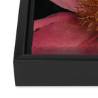 Pink Peony Flower Photographic Study 2 Framed Canvas Print Gallery Image 3