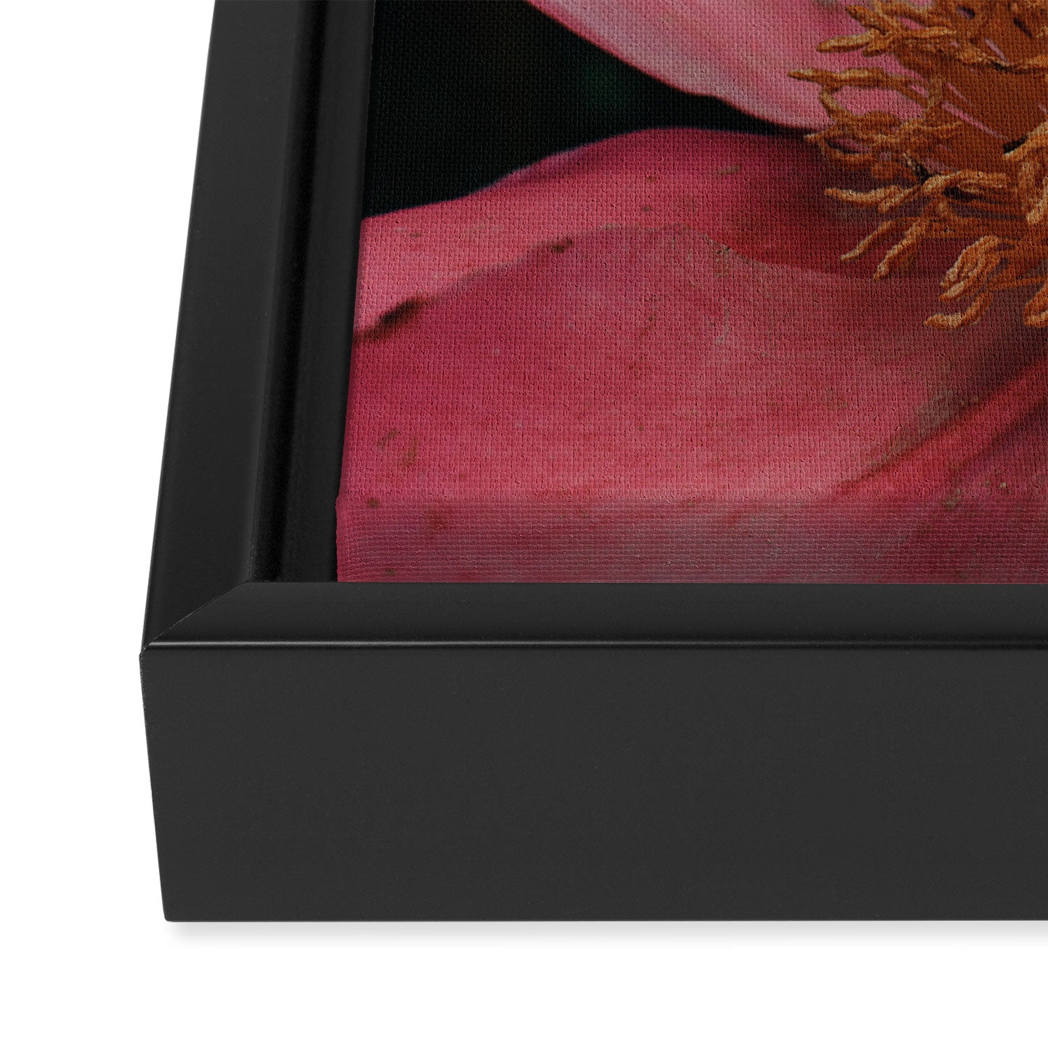 Pink Peony Flower Photographic Study 2 Framed Canvas Print Gallery Image 3