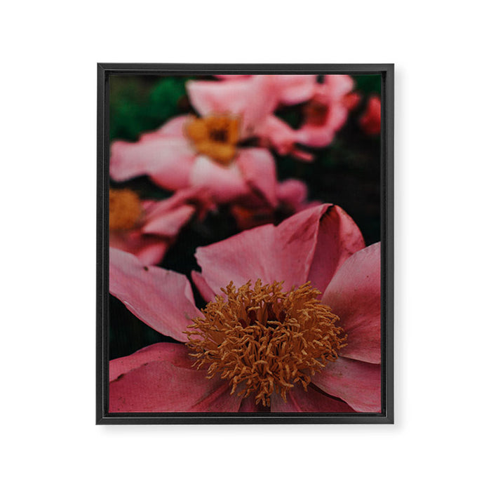 Pink Peony Flower Photographic Study 2 Framed Canvas Print Gallery Image 1
