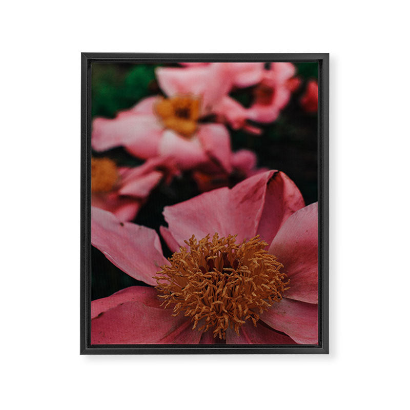 Pink Peony Flower Photographic Study 2 Framed Canvas Print Gallery Image 6